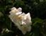 D650: Bílé květy 1.280x960 (Kliknutí zvětší 454kB)